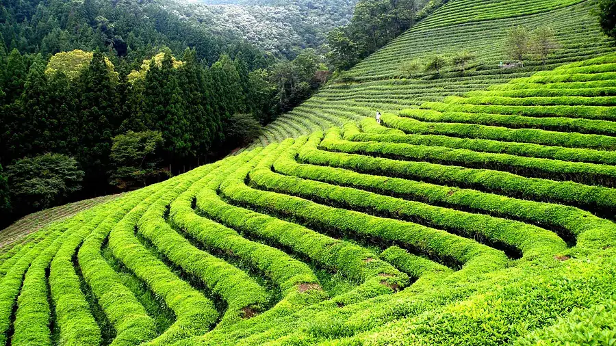 Tea Gardens and Breathtaking in Views Darjeeling by PAJASA