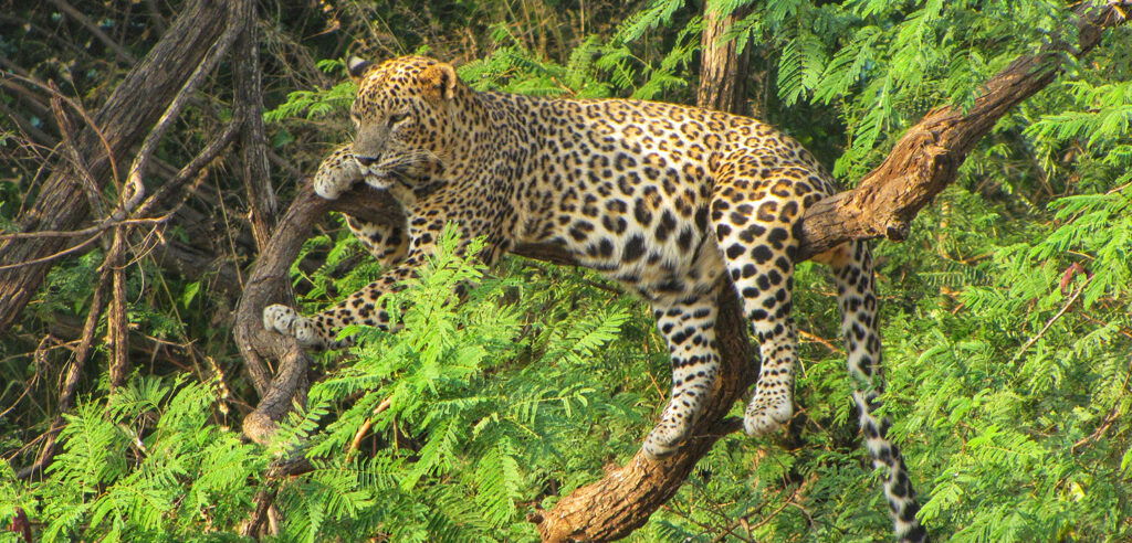 Know more about Hingolgadh Nature Education Sanctuary in Rajkot 