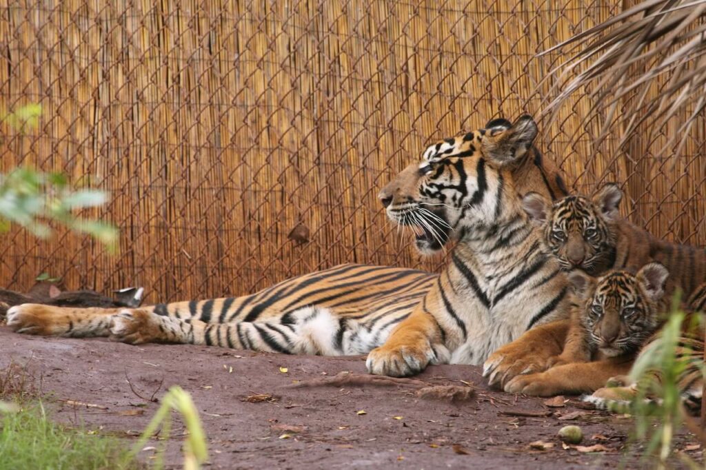 Sanjay Gandhi National Park Borivali by PAJASA