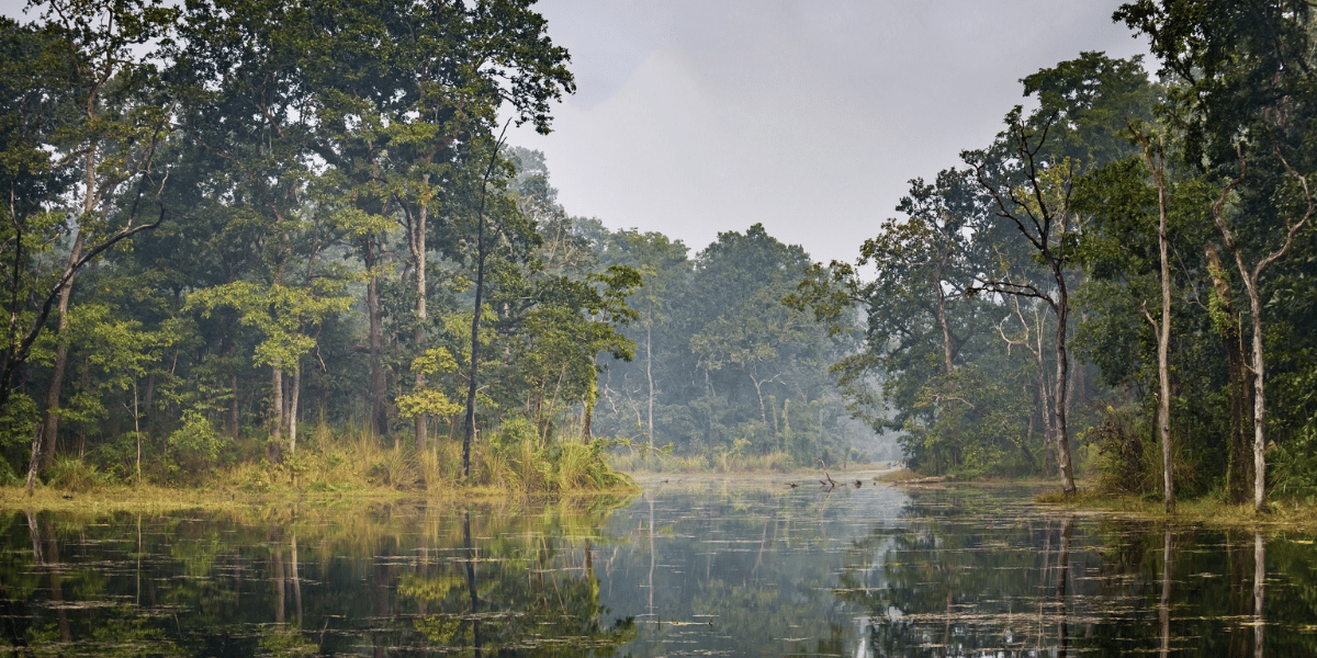 Chitwan National Park Nepal wildlife safari and jungle scenery